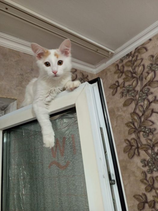 Милые котята в добрые руки