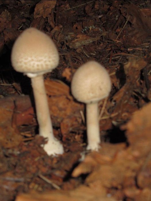 Canon Powershot SX620 HS (комплект)