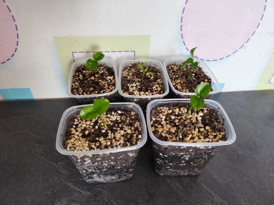 Саженцы/ростки мандаринов