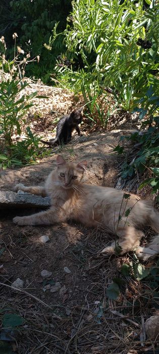 Котенца на три месеца за осиновяване