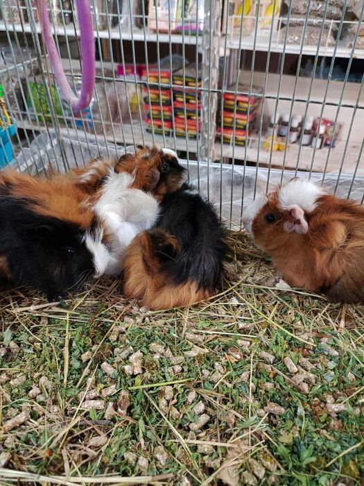 Морские свинки ;-)