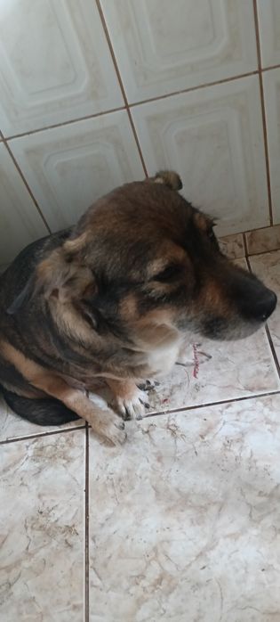 Donez caine foarte bun pentru pază