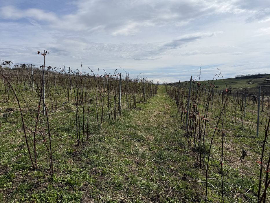 Teren extravilan  13600 mp/ afacere / plantatie mure
