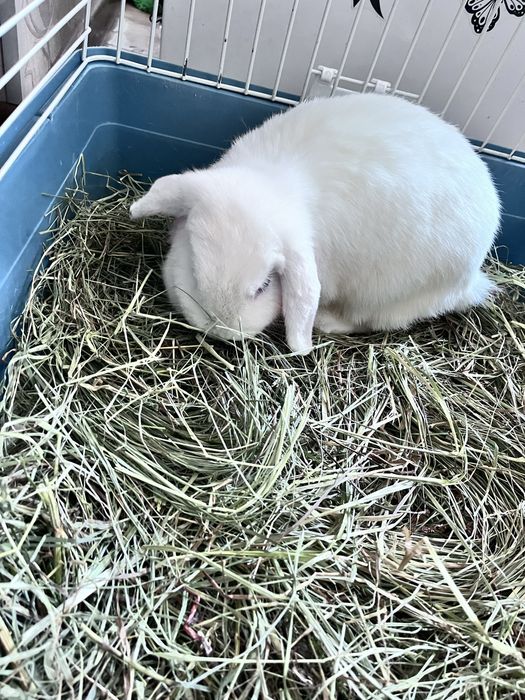 Продам декоративных кроликов