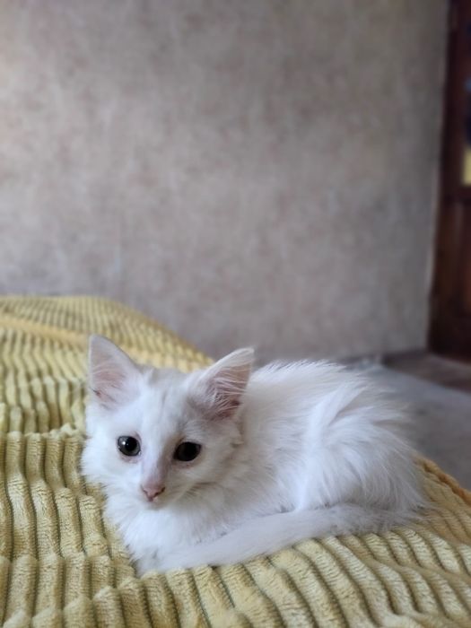 Котёнок девочка, спокойная