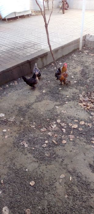 Сотилади япончалар