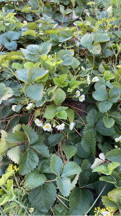 Саженцы клубники