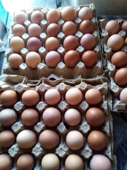 Продам яйца инкубационные куриные