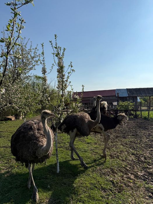 Vand familie struți 1an 9 lunj