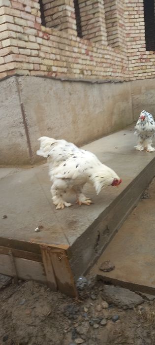 Барама далматинец қораздар сатылады