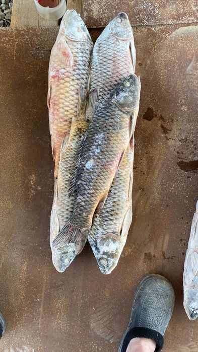 Рыба сазан крупный