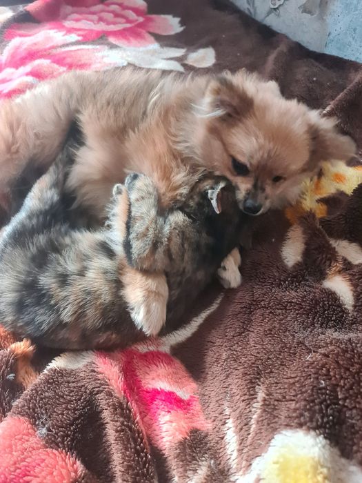 Девочка шпиц 7 месяцев