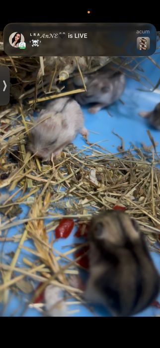 Hamster siberian