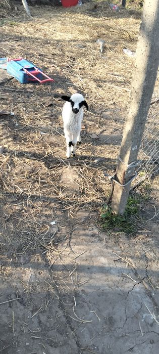 Mel de vânzare melu se alfa în dobarca prețul este 150 de lei îl dau b