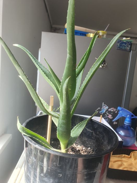 Продам алоэ лечебный