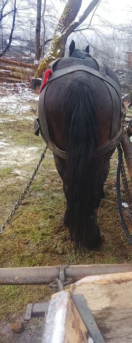 Vând cal de pădure