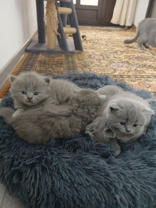 British shorthair blue