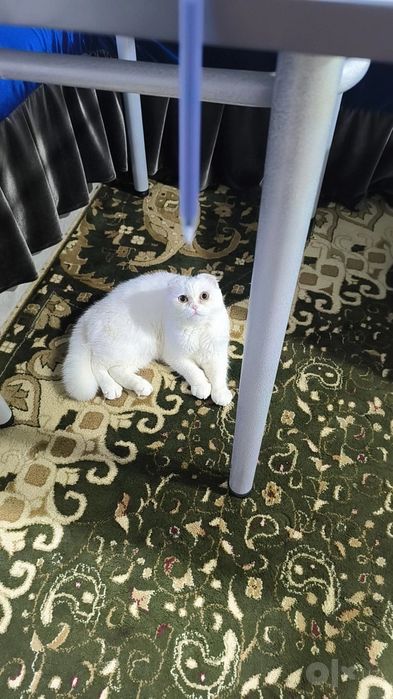 Scottish fold 1 yosh