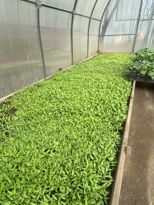 Рассада огурцы помидор