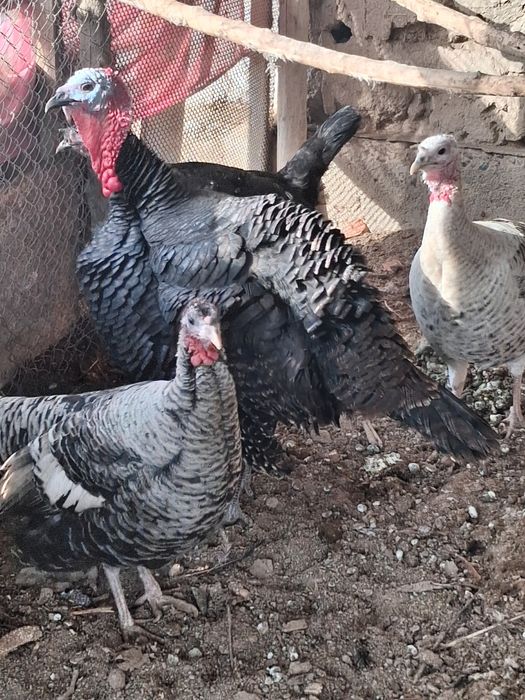 Индуктер сатылады