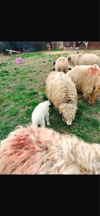VÂND OAIE CU MIEL la prima fătare