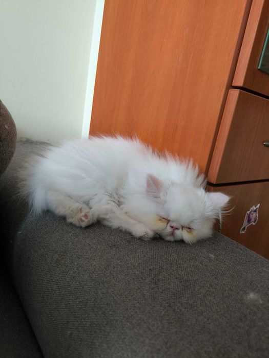 Персийско коте, момче на 3 месеца