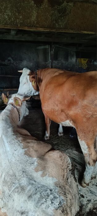 Vand Junica baltata romaneasca gestanta