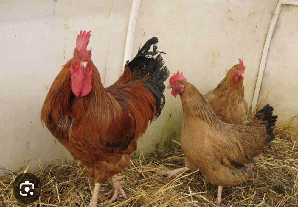 Яйца инкубационное ,жұмыртқа