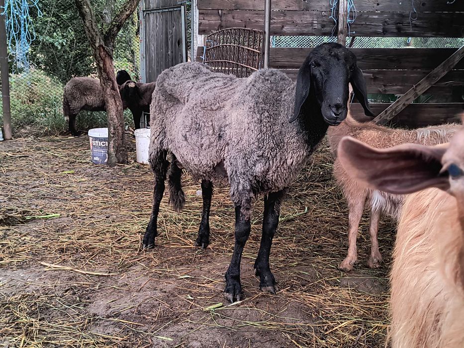 Vând berbec  carabaș