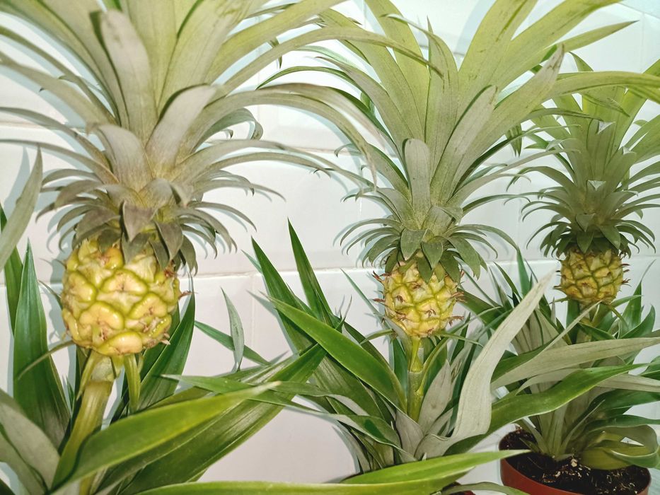 Plante tropicale perene