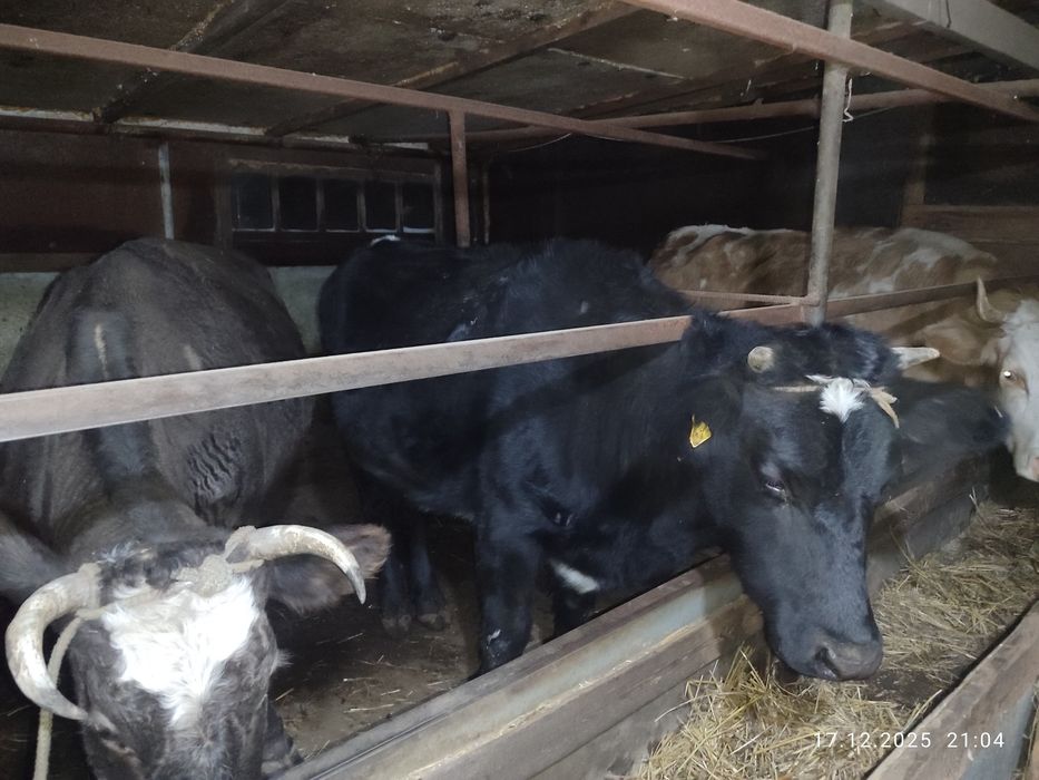 Кашарлар  сатылады!Продаются  телки!