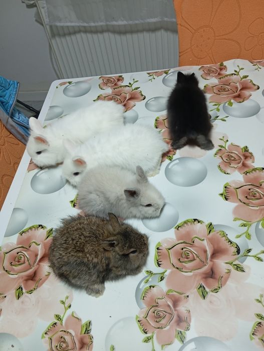 Iepurași Cap de Leu disponibili – 1,5 luni
Se vând 5 iepurași din rasa