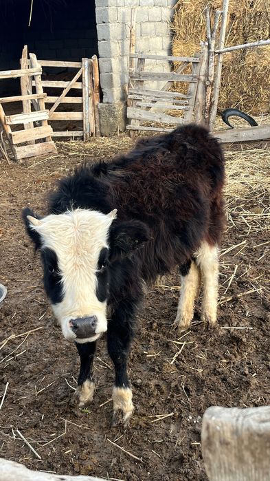 2 баспақ сатылады