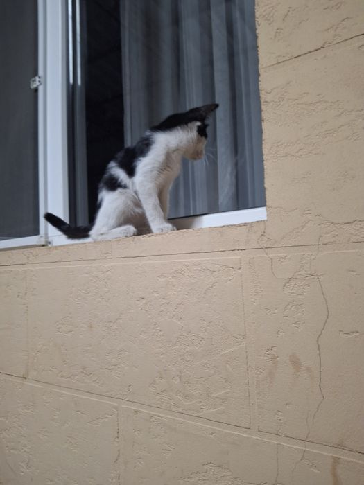 Пропала кошка по имени масяня