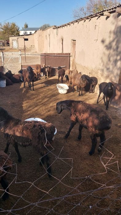 Skks видеосы фильмдегі порно емес.