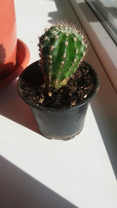 Кактусята . Малыши.