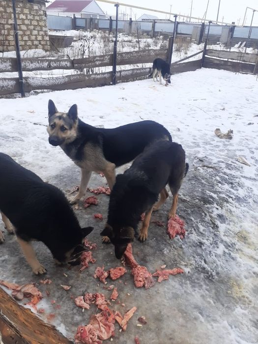 Собака Вео овчарка