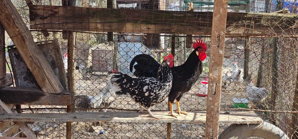 Gaini italiene bobat pe negru!