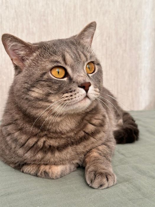 Отдам даром котенка, мальчик