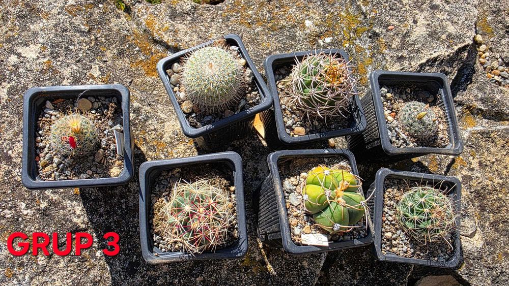 CACTUS de vanzare