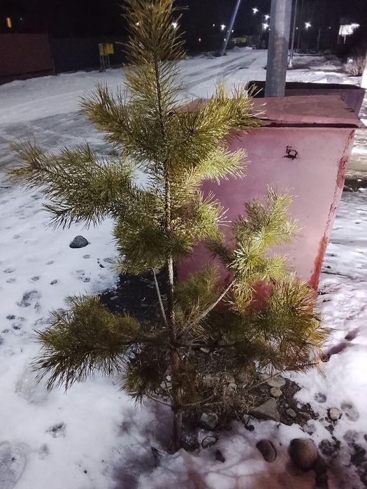 Продам сосну или (елка)