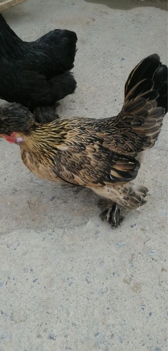 Карейски япончаларди тухумлари бор