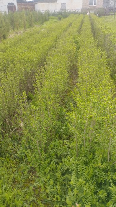 Саженцы все виды