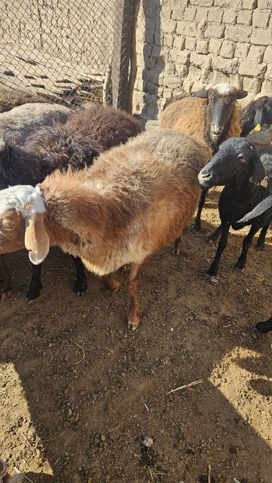 Семіз қойлар сатылады