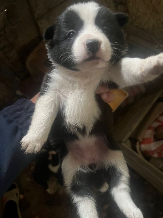 Отдам щенков в добрые руки( все девочки)