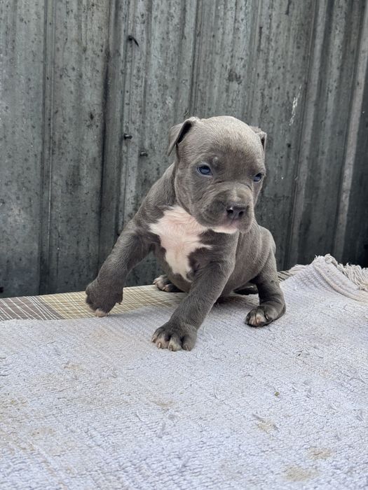 Mascul amstaff blue rasa pura