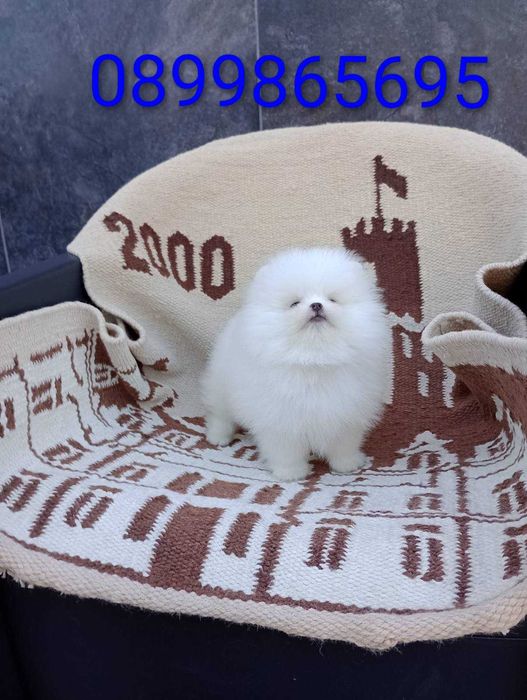 Чисто Бял Мъжки Померан.