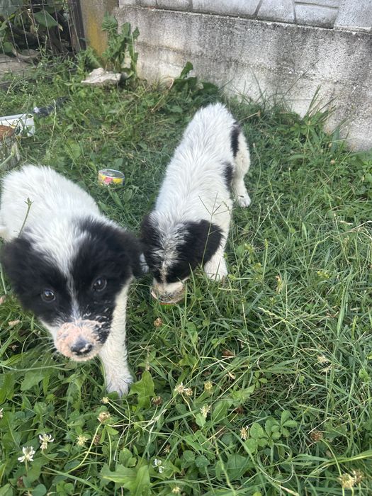 Se da spre adoptie 2 cateluse ciobanesti