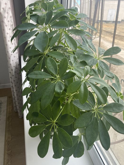 Цветы Шефлера 2 шт