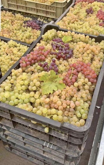 Struguri de vin